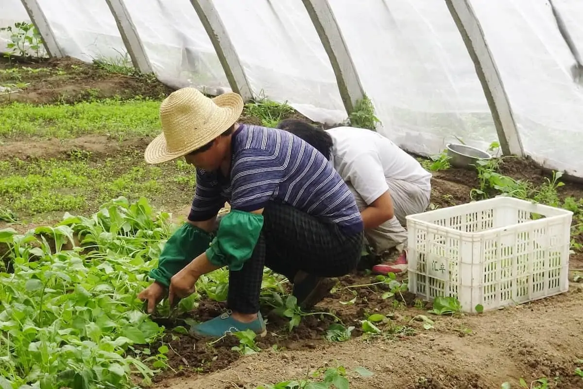 Boost food production