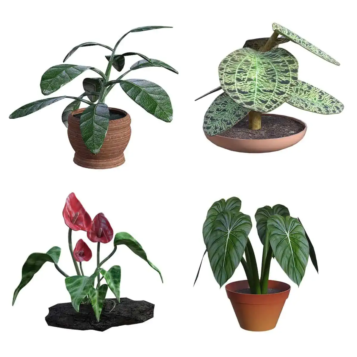 Where to Put House Plants in Your Home!